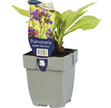 Longkruid ''Diana Clare'' in een pot