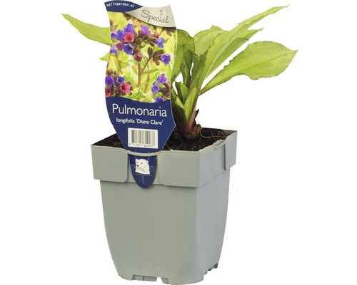 Smalbladig longkruid Pulmonaria longifolia 'Diana Clare' potmaat Ø 11 cm H 5-25 cm Longkruid ''Diana Clare'' in een pot