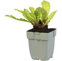 Echinodorus bleheri in pot