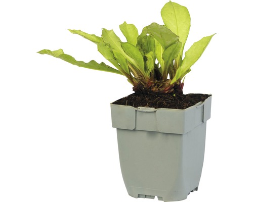 Echinodorus bleheri in pot