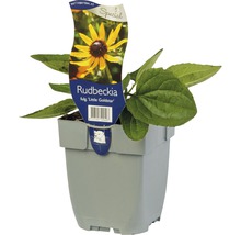 Rudbeckia fulgida ''Little Goldstar'' in pot