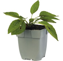 Jonge plant in pot