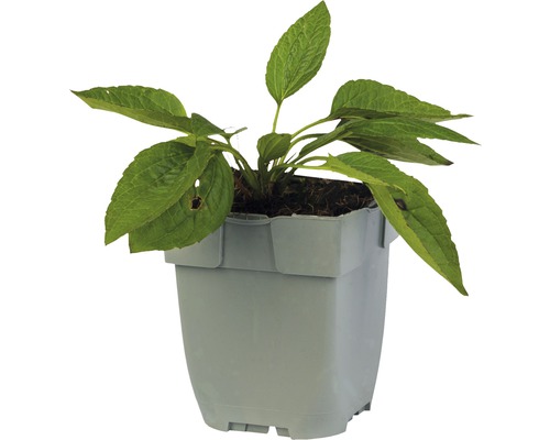 Jonge plant in pot