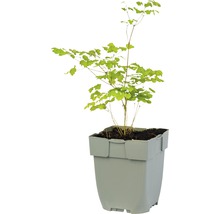 IJzerhoutboom in een pot