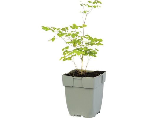 IJzerhoutboom in een pot