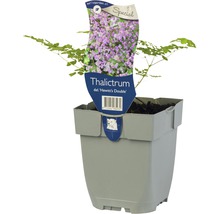 Weesanjelier, soort Hewitts Double in pot