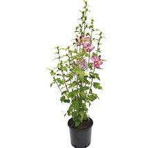 Hibiscus in pot met bladeren en bloemen