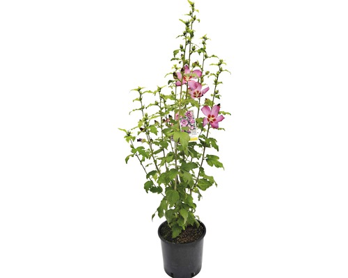 Hibiscus in pot met bladeren en bloemen