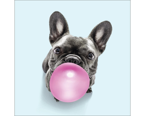 PURE LIVING Schilderij glas Dog Chewing Gum II 20x20 cm