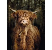 PURE LIVING Schilderij glas Highland Cattle VI 60x80 cm