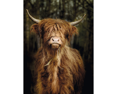 PURE LIVING Schilderij glas Highland Cattle VI 60x80 cm