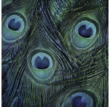 Close-up van pauwenveren
