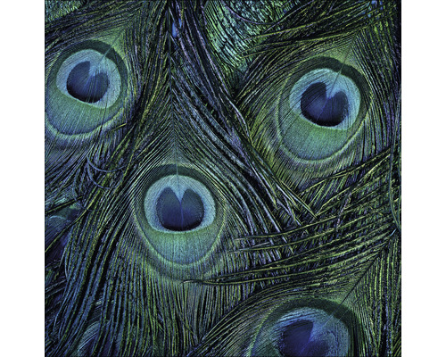 PURE LIVING Schilderij glas Peacock Eyes 30x30 cm