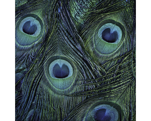 PURE LIVING Schilderij glas Peacock Eyes 50x50 cm