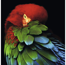 Portret van een ara papegaai met een rode kop en groene veren