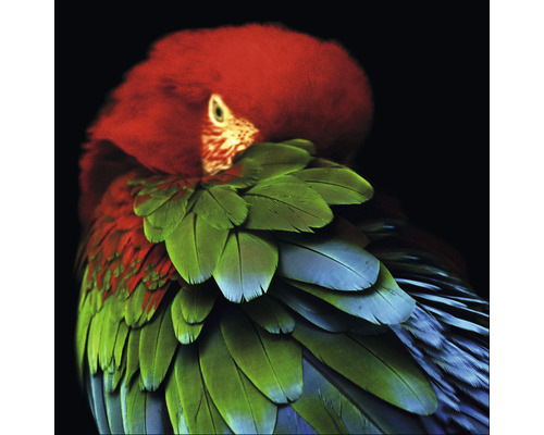 PURE LIVING Schilderij glas Parrot In The Jungle 20x20 cm