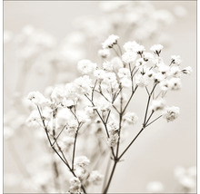 Close-up van gipskruidbloemen