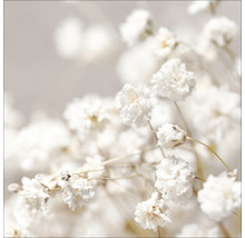 Close-up van gipskruid