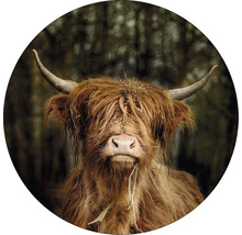 Close-up van een Schotse hooglander met hoorns