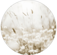 Decoratief veld met grassen