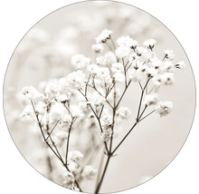 Close-up foto gipskruid bloemen