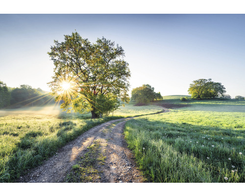 KOMAR Fotobehang papier 8-134 Colours Imagine Edition 5 Meadow trail 368x254 cm Veldweg met bomen in het ochtendlicht
