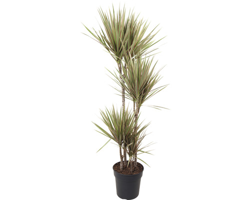 FLORASELF Drakenbloedboom Dracena Marginata Bicolor potmaat Ø 17 cm H 85 cm Drakenbloedboom in pot