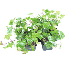 FLORASELF Klimop Hedera Heberica potmaat Ø 9 cm per 6 st