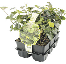 Klimop planten in pot
