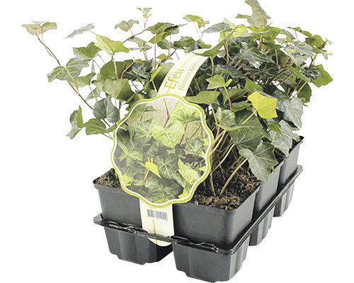 Klimop planten in pot