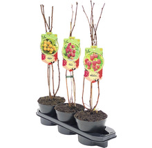 Drie frambozenplanten van verschillende soorten in potten