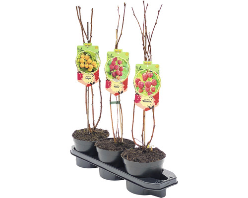 Drie frambozenplanten van verschillende soorten in potten