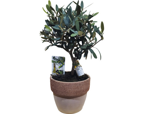 Olijfboom in pot met productinformatie