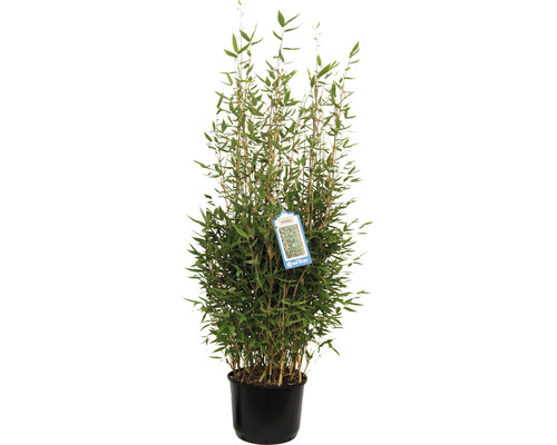 FLORASELF Bamboe Fargesia murialeae ‘Blue Lizard‘ potmaat 28 cm H 80-100 cm