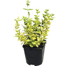 Groenblijvende kardinaalsmuts in pot