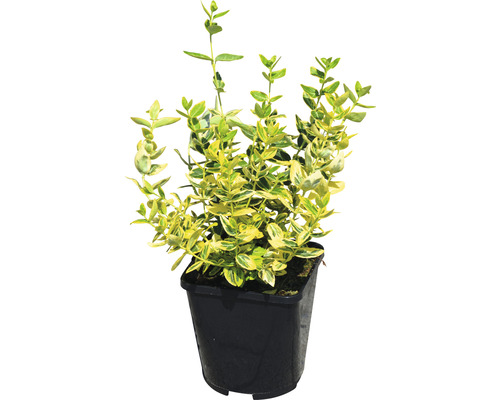 FLORASELF Japanse Kardinaalsmuts Euonymus fortunei 'Emerald n Gold' potmaat Ø 13 cm H 5-15 cm FLORASELF Japanse Kardinaalsmuts Euonymus fortunei 'Emerald n Gold' potmaat Ø 13 cm H 5-15 cm