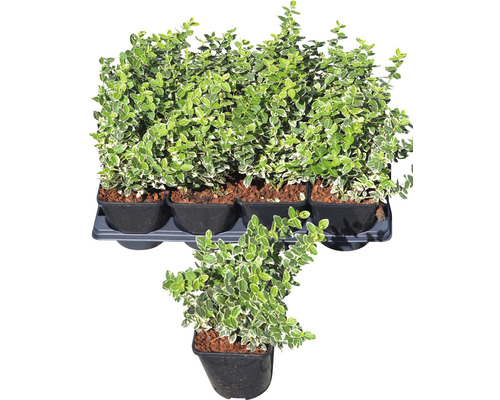 FLORASELF Kardinaalsmuts Euonymus fortunei 'Emerald n Gaiety' potmaat Ø 13 cm H 5-15 cm FLORASELF Kardinaalsmuts Euonymus fortunei 'Emerald n Gaiety' potmaat Ø 13 cm H 5-15 cm