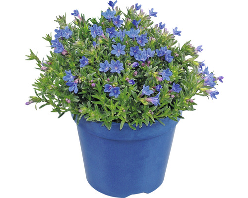 Blauwe ossentong in een bloempot