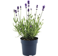 FLORASELF® Lavendel Lavandula angustifolia potmaat Ø 12 cm-thumb-1
