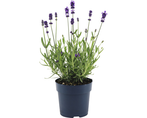 Lavendel in pot