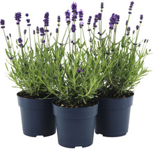 FLORASELF® Lavendel Lavandula angustifolia potmaat Ø 12 cm-thumb-2