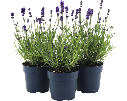 Drie lavendelplanten in potten