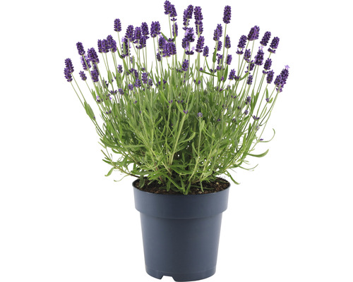 Lavendel in pot