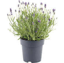 FLORASELF Lavendel Lavandula angustifolia 'Felice' potmaat Ø 15 cm H 20-25 cm-thumb-3