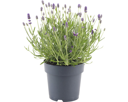 Lavendel in pot