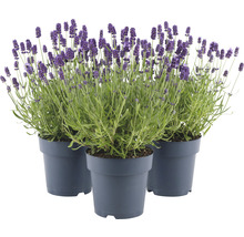 FLORASELF Lavendel Lavandula angustifolia 'Felice' potmaat Ø 15 cm H 20-25 cm-thumb-0