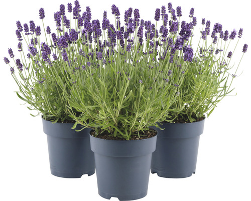 FLORASELF Lavendel Lavandula angustifolia 'Felice' potmaat Ø 15 cm H 20-25 cm