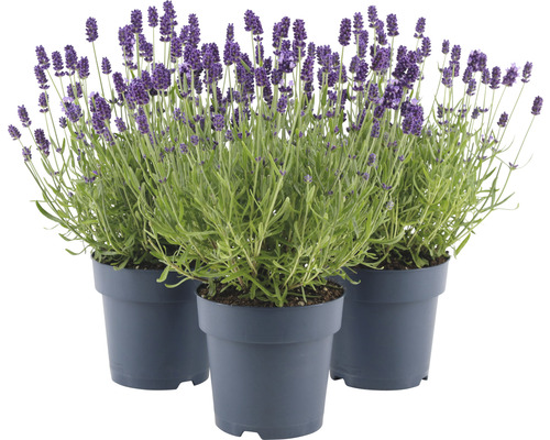 FLORASELF Lavendel Lavandula angustifolia 'Felice' potmaat Ø 15 cm H 20-25 cm Drie lavendelplanten in potten