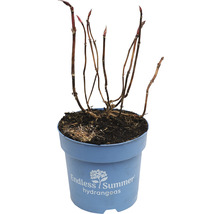 FLORASELF Boerenhortensia Hydrangea 'Endless Summer Bloomstar' Blue potmaat Ø 14 cm H 5-10 cm
