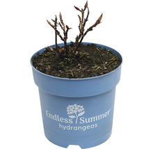 Endless Summer hortensia in pot